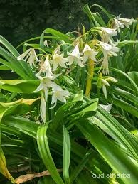 Crinum latifolium leaf1.jpg